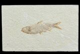Detailed, Knightia Fossil Fish - Wyoming #78325-1